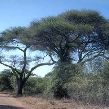 Image result for Albizia anthelmintica