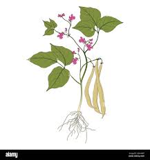 Image result for Phaseolus vulgaris