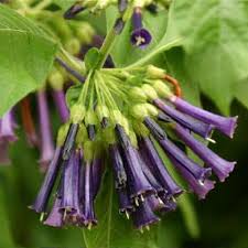 Image result for Iochroma