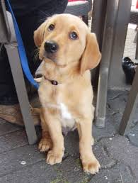 Golden Retriever Labrador Retriever Mix I Think This Baby Should Come Home To Me Yep I Need Him Lab Mix Puppies Golden Retriever Lab Dogs Golden Retriever