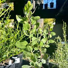 Image result for Maerua triphylla