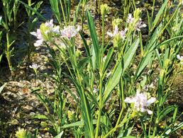 Image result for Justicia salvioides