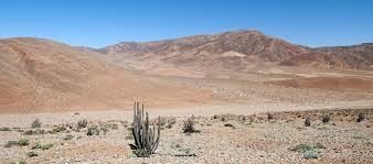 Image result for Cienfuegosia hildebrandtii