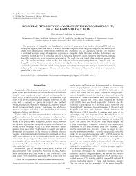 Image result for Anagallis kochii