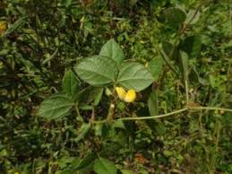 Image result for Vigna hosei