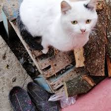 Goruntunun Olasi Icerigi Acik Hava In 2020 Alanya Luxury Amenities Animals