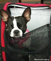 Get contactless delivery for restaurant takeout, groceries, and more! Zoey S Favorite Pet Carriers Air Travel On Southwest Airlines Bostonista By Zoey