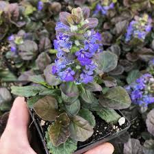 Image result for Commelina reptans
