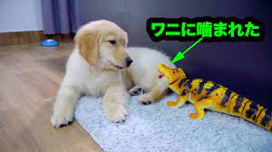 初めておもちゃのワニを見たゴールデンレトリバー犬たちの反応が超おもしろい - YouTube