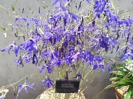 Image result for Tecophilaeaceae