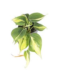 Image result for Filodendron Philodendron