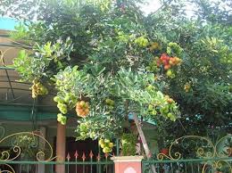 Maybe you would like to learn more about one of these? Cara Menanam Rambutan Dari Biji Bibitbunga Com