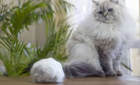 kedi malt macunu incelemeleri en iyi kedi malti suzionline