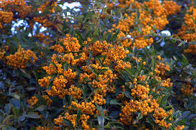 Image result for Pyracantha coccinea golden charmer