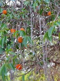 Image result for Ximenia afra