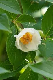 Image result for Theaceae