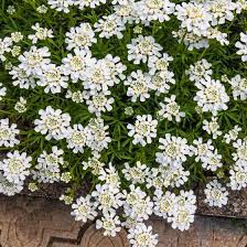 Purity Dwarf Candytuft Iberis High Country Gardens