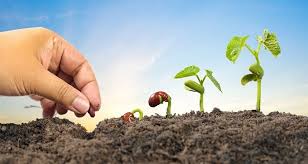 Check spelling or type a new query. 4 Useful Tips To Help You Choose The Best Organic Seed Starting Mix Grower Today