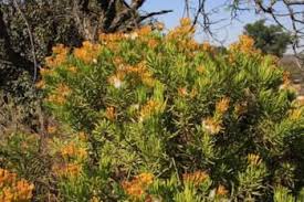 Image result for Senecio milanjianus