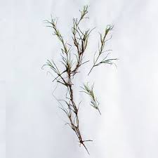 Image result for Najadaceae