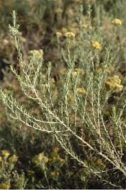 Image result for Helichrysum keilii
