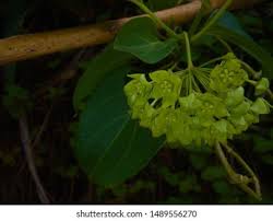 Image result for Marsdenia dregea