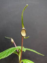 Image result for Dorstenia buchananii