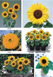 The best sunflower for cut flower. Biji Bunga Lanskap Bonsai Bibit Bunga Matahari Hibrida Ukuran Besar Untuk Pemasangan Buy Massal Biji Bunga Matahari Organik Biji Bunga Matahari Hybrid Biji Bunga Matahari Product On Alibaba Com