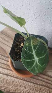 Low humidity is closely linked to underwatering, as this will cause the plant to transpire at an increased rate, increasing the risk of underwatering. Fungal Spots On One Of My Baby Alocasia Black Velvet Leaves Should I Remove It Or Let It Be Plantclinic