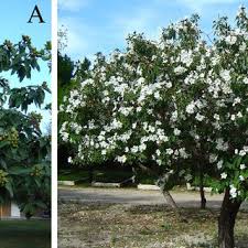 Image result for Cordia grandicalyx