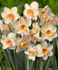 Narcissus Prosecco Jonquilla Narcissi Bulb Flowers Narcissus Flower Daffodils