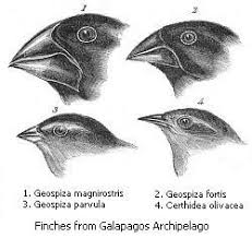Beaks of finches regents lab answer key. Evolution In Action By Jonathan Weiner
