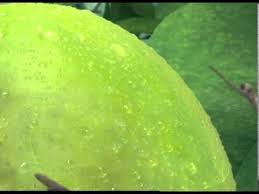Sign in to access your outlook, hotmail or live email account. Mirinda Green Apple Ù…ÙŠØ±Ù†Ø¯Ø§ ØªÙØ§Ø­ Ø£Ø®Ø¶Ø± Youtube
