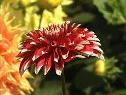 Dahlia Flower Dalia Flowers In Bangladesh 7 Youtube