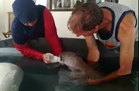 💥💥 don't forget to subscribe💥💥dudong aso : Kisah Mempertemukan Bayi Duyung Dengan Induknya Di Raja Ampat Mongabay Co Id