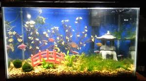 5 out of 5 stars. Asian Theme Aquarium Youtube