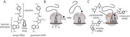 Learn vocabulary, terms and more with flashcards, games and other study tools. Puromycin Reactivity Does Not Accurately Localize Translation At The Subcellular Level Elife