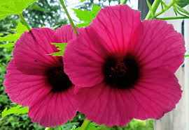 Image result for Hibiscus cannabinus