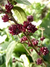 Image result for Cestrum elegans