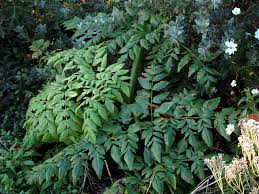 Image result for Monopsis decipiens