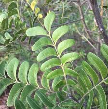 Image result for Ptaeroxylon obliquum