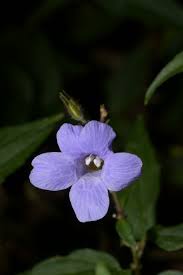 Image result for Mimulopsis arborescens