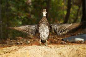 Most Endangered Primates While Its Status Remains