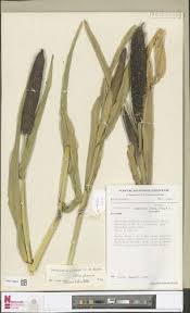 Image result for Hyparrhenia poecilotricha