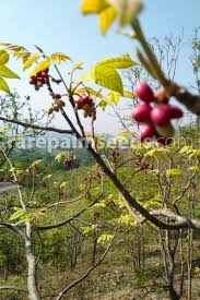 Image result for Lannea schimperi