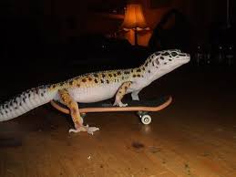 I Love Lizards Timeline Photos Facebook Cute Lizard Cute Reptiles Cute Gecko