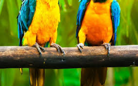 Image result for macaw parrot hd