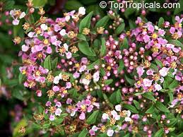 Fast & free shipping on many items! Malpighia Punicifolia Nana Barbados Cherry Acerola Dwarf Pink Mound Malphigia Cerejeira Toptropicals Com