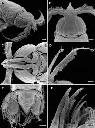 Image result for Gnidia inconspicua