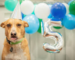 Blue Heeler Remington turns 5 today